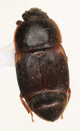 Rove 1 Carpophilus Lugubris Bugguidenet