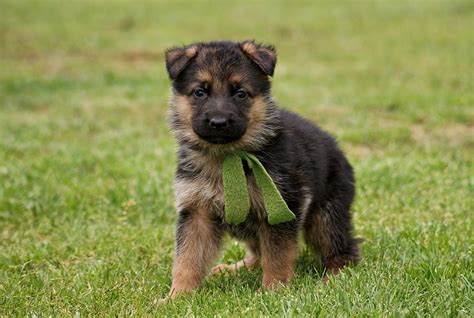 German shepard, german sheperd, german shepherd, german shephard or any other variation. Cute German shepherd Puppies - Doglers