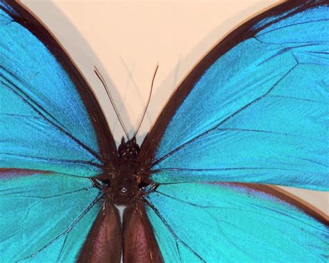 Zoom Into A Blue Morpho Butterfly Video Nise Network