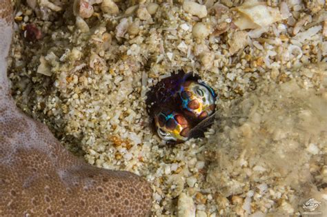 Bobtail Squid Facts And Photographs Seaunseen