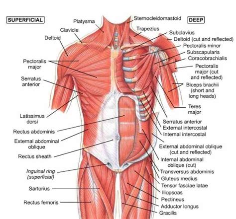 Muscles Of The Pectoral Girdle MedicineBTG