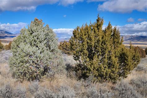 Pinyon Juniper Woodlands City Of Rocks National Reserve Us