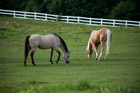 Two Horses Grazing In Fenced In Paddock Free Nature Stock