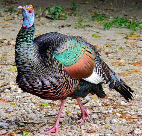 Ocellated Turkey Photo Gallery Be Your Own Birder