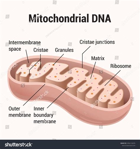 4365 Mitochondria Images Stock Photos And Vectors Shutterstock