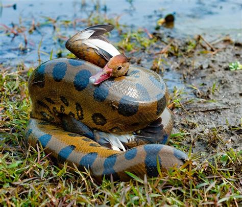 A Green Anaconda Squeezes The Life Out Of A Black Bellied Whistling