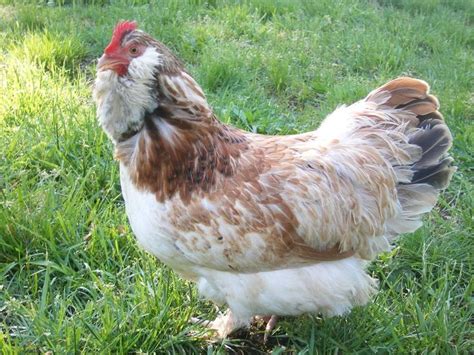 Araucana as these traits are present in the mapuche and quechua de artes founder stock imported into europe. Ameraucana hen | All Creatures Great and Small | Pinterest