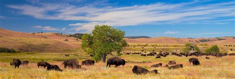 Lambir hills national park is a nature lover's paradise from scenic walks through the jungle, beautiful waterfalls to chill at, or even bird watching from tree lambir hills national park is a great place to take some time out from the city and just go on a nature trail over the weekend. Custer State Park South Dakota Black Hills | Black Hills ...