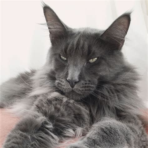 We hope to have solid colored cats with odd eyes in the future! Russian Blue Maine Coon Cat - Animal Friends