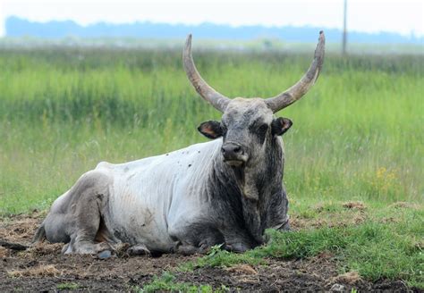 Probirder Hungarian Grey Bull