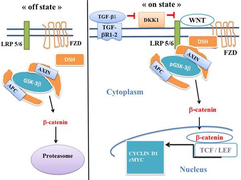 The Canonical Wnt Catenin Pathway On And Off States The