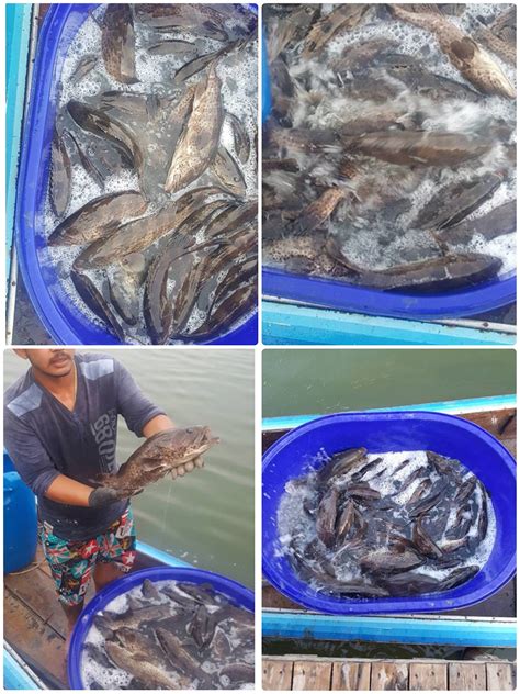 📌 สนใจเล่นเกมส์สล็อตทักไปสมัครได้ที่ id line : เก๋าบุฟเฟ่ บ่อน้องวิน ลงเก๋า274ตัว เล้กแต่เย่อะ ปลาค้างบ่อ ...