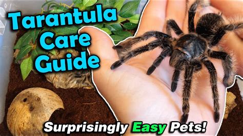 How To Care For Tarantulas