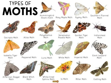 2 Ya Know For Moths Coolguides Types Of Moths Moth Moth Facts