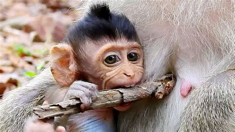 Lovely Baby Monkey Playing Baby Monkeys Never Lose Cute With Images