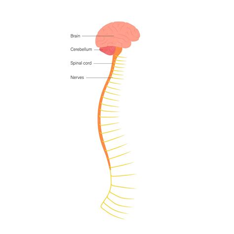Anatomia Da Medula Espinhal Vetor Premium