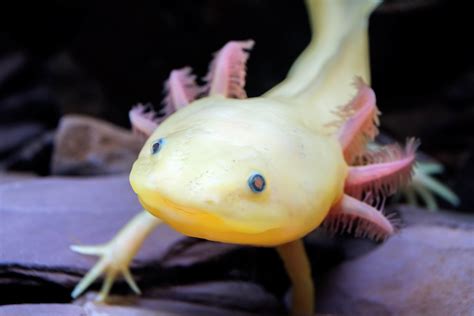 Axolotls Fascinating But Endangered