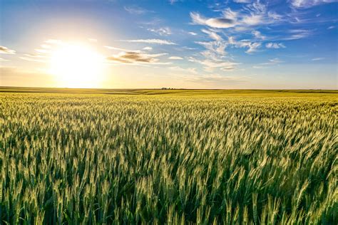 Wheat Field And Setting Summer Sun Near Ralston Washington State Usa