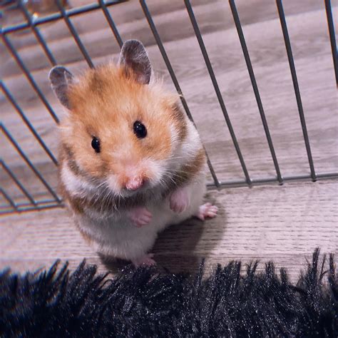 I Recently Acquired 3 Hamsters From A Friend Of A Friend Who Was