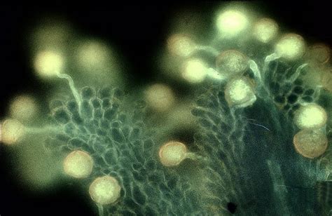 Pollen Grains Germinating On A Stigma Macro Photography Pollen