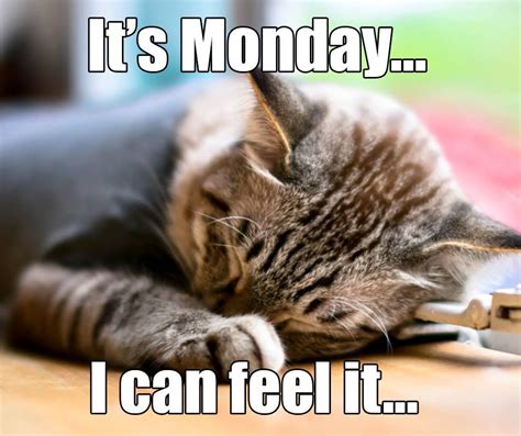 Its Monday I Can Feel It Mondayblues Petpoolwarehouse Monday Cat