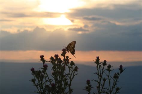 Monarch Butterfly At Sunset Photograph By Little Fox