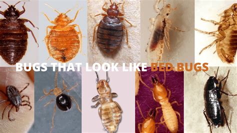 13 Bugs That Look Like Bed Bugs Rbedbugsguide