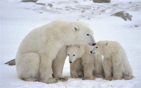 Polar Bear Cubs Bing Images Polar Bear Fur Polar Bears Live White