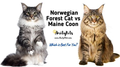 Norwegian Forest Cat Vs Maine Coon Cat Differences Between These Large