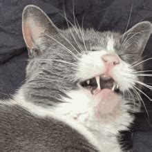 Screaming Cat Screaming GIF Screaming Cat Screaming Cat Discover And Share GIFs