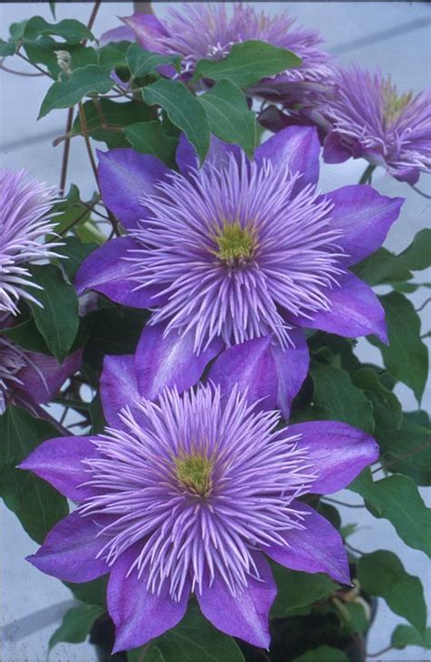Maybe you would like to learn more about one of these? Top 10 Tips on Growing Gorgeous Clematis Vines