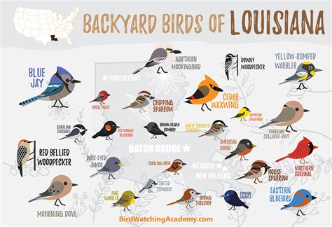 Backyard Birds Of Louisiana Bird Watching Academy