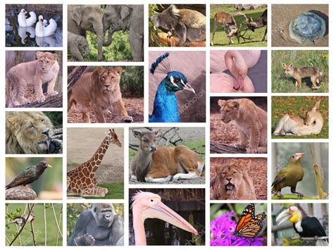 Animals Collage — Stock Photo © Zarja 58655351