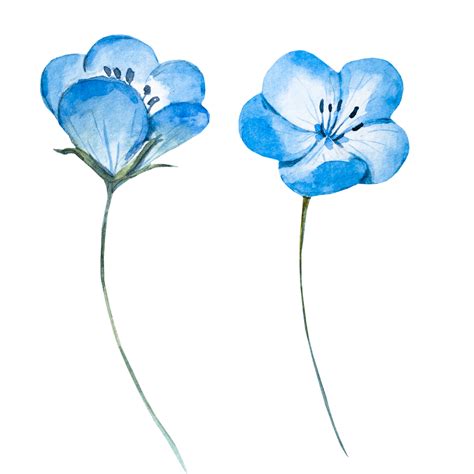 Blue Flower Watercolor Png