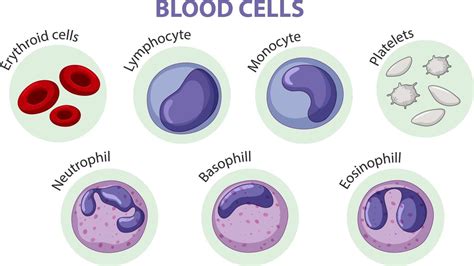 Type Of Blood Cells 3188151 Vector Art At Vecteezy