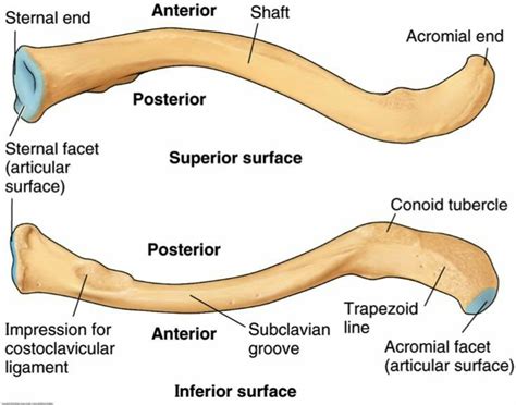 Anatomy Of Clavicle Bone Part 1