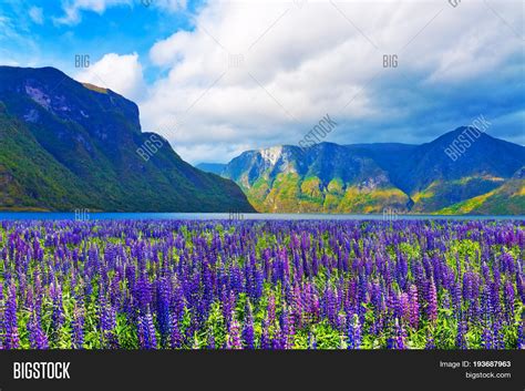 Scenic Summer Nature Image And Photo Free Trial Bigstock