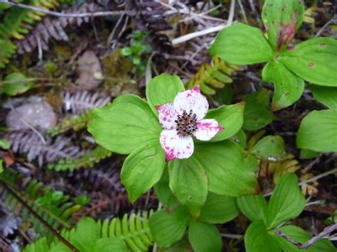 Bunchberry • Cornus spp. - Biodiversity of the Central Coast
