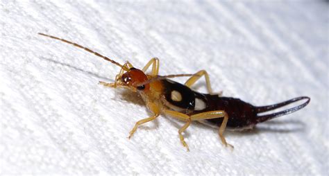 Scorpion Bug By Ignas357 On Deviantart