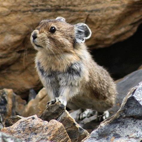 Take A Look At The Elusive And Adorable Ili Pika An Adorable