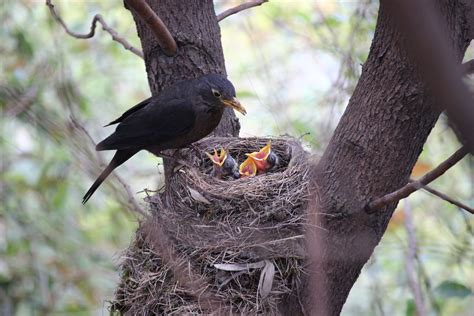 Bird Nesting Season 7 Things You Need To Know — Hrg Tree Surgeons