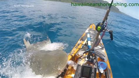 Shark Attack Kayak Shark Attacks Kayak Off Kualoa Hawaii Shore Incident Caught On Camera