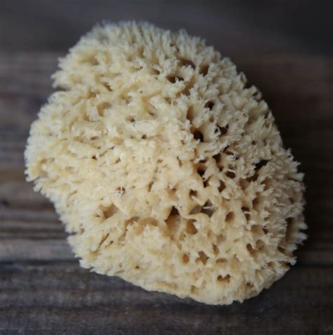 Natural Sea Sponge Natural Sea Sponge Sea Sponge Biodegradable Products