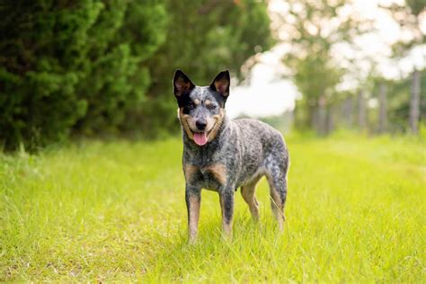 Blue Heeler Puppies What To Know About The Blue Heeler Puppies