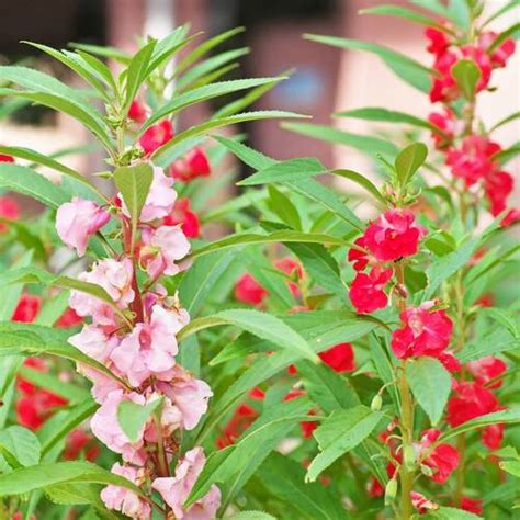 Check spelling or type a new query. Impatiens- Camellia Flowered Mix (Balsam) seeds ...