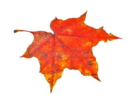 Autumn Maple Leaf Isolated Stock Image Image Of Green 80783549