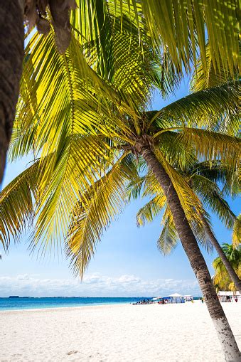 Tropical White Sand Beach With Coconut Palm Trees Stock Photo