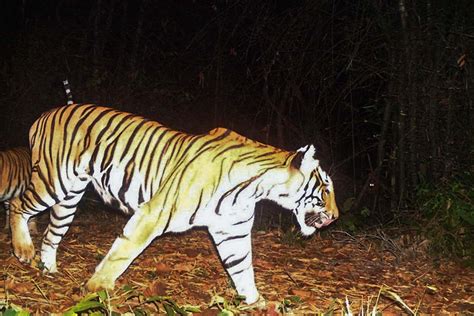 Bangkok Post Govt Seeks Forest Pass Solution To Help Tigers