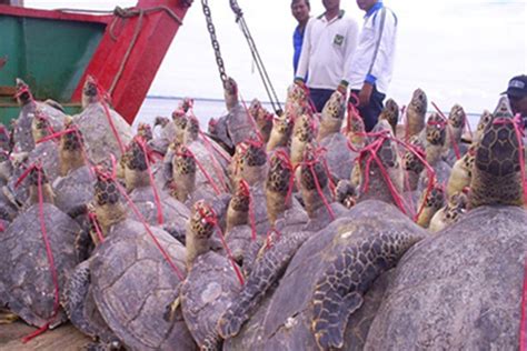 Why Poachers Target Sea Turtles