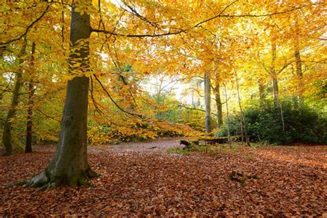 A Beautiful Beech Tree Wood In Golden Autumn Colours Stock Image
